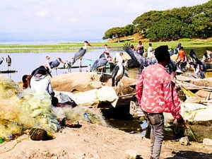 ethiopie-2019-awassa-marché-au-poissons