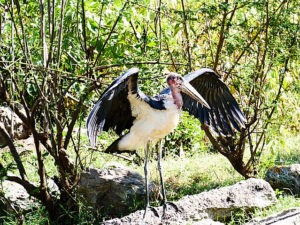 ethiopie-2019-awassa-oiseaux-marabouts