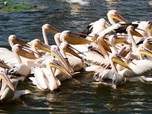 ethiopie-2019-awassa-oiseaux-pelicans