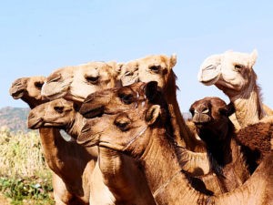 ethiopie-2019-harar-marche-aux-chameaux
